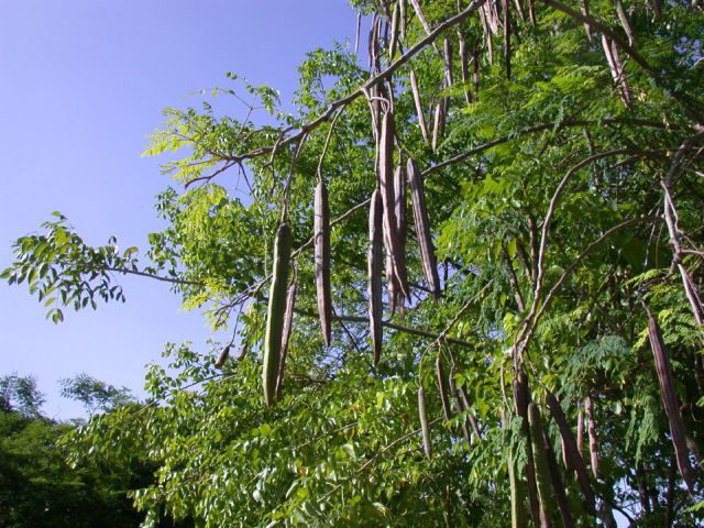 شجرة المورينجا البان الحبة الغالية الغذاء والدواء لأدم وحواء